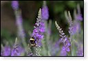 Bombus Hommel insect insecten kever kevers tor torren spin spinnen wesp wespen bij bijen sprinkhaan sprinkhanen vlieg vliegen mug muggen